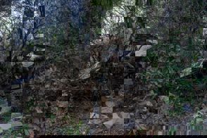 4Ef17179 Ca19 476D A261 2E1b5fae0f92