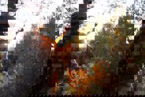 Dd8325f5 Df91 4E70 9Bae A74df25d3ac4