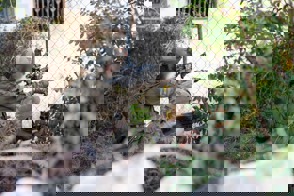 F7233bae F6e2 4Dd8 9900 6C9b6a6fbf12 (1)