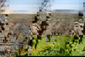 C4cde8d2 D89b 4C06 9Beb D55cc99432f1