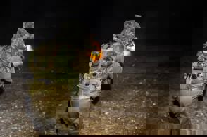 11667364 1015095455180626 8488172446983849557 N