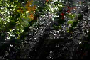 MLG 4830 Min