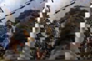 8Af0217d Dcc1 425B Afea B8af52a5600c