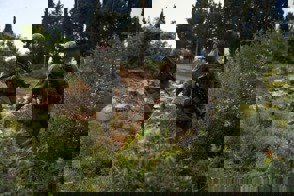 Ecdbda6d Fc62 4Ec2 Bcc4 99Caf34a4ede