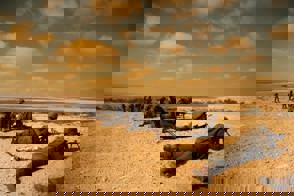 תרגד קרקל סטילס 09 (1)