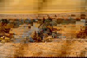 תרגד קרקל סטילס 05